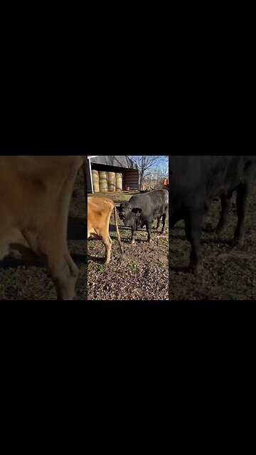 Bull getting a sniff!!! #flehmenresponse #bull #cow #addicted