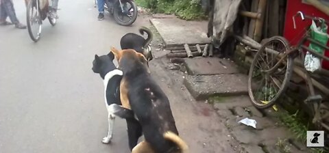 Street dogs fight for Matting 😅 Natun Bazar, Magura