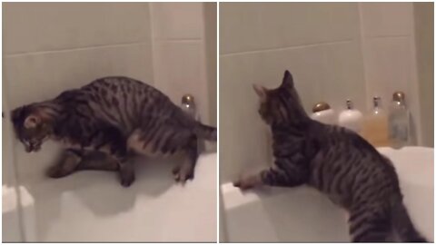 Funny Cat Fail Moment Captured on Camara | Funny Car Fails