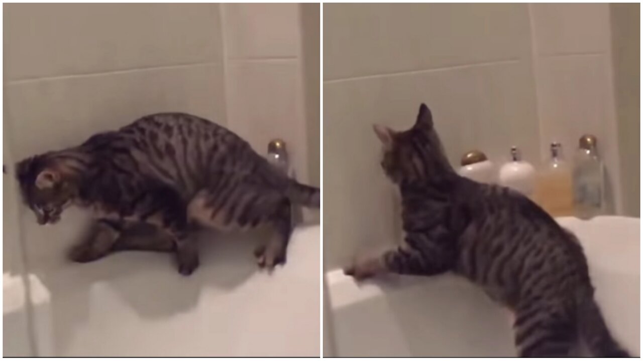 Funny Cat Fail Moment Captured on Camara | Funny Car Fails