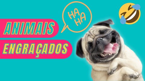 Os animais mais engraçados de 2022 😂