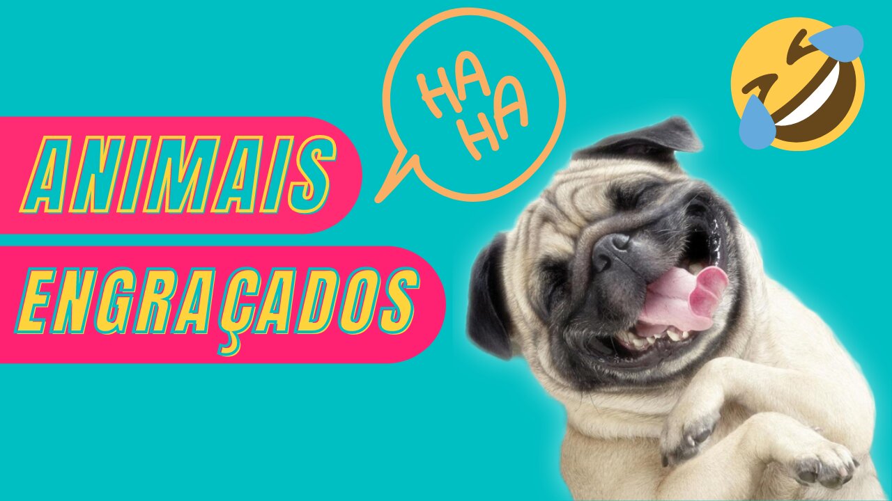 Os animais mais engraçados de 2022 😂