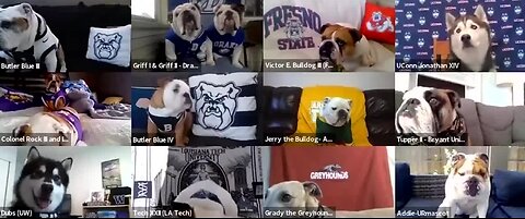 College mascot dogs interviewed via Zoom