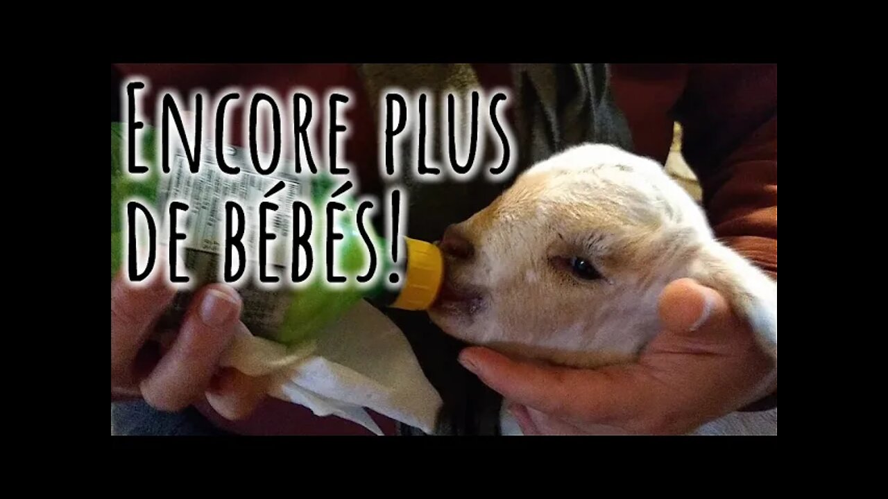 Encore plus de BÉBÉS CHÈVRES sur la FERMETTE! #247