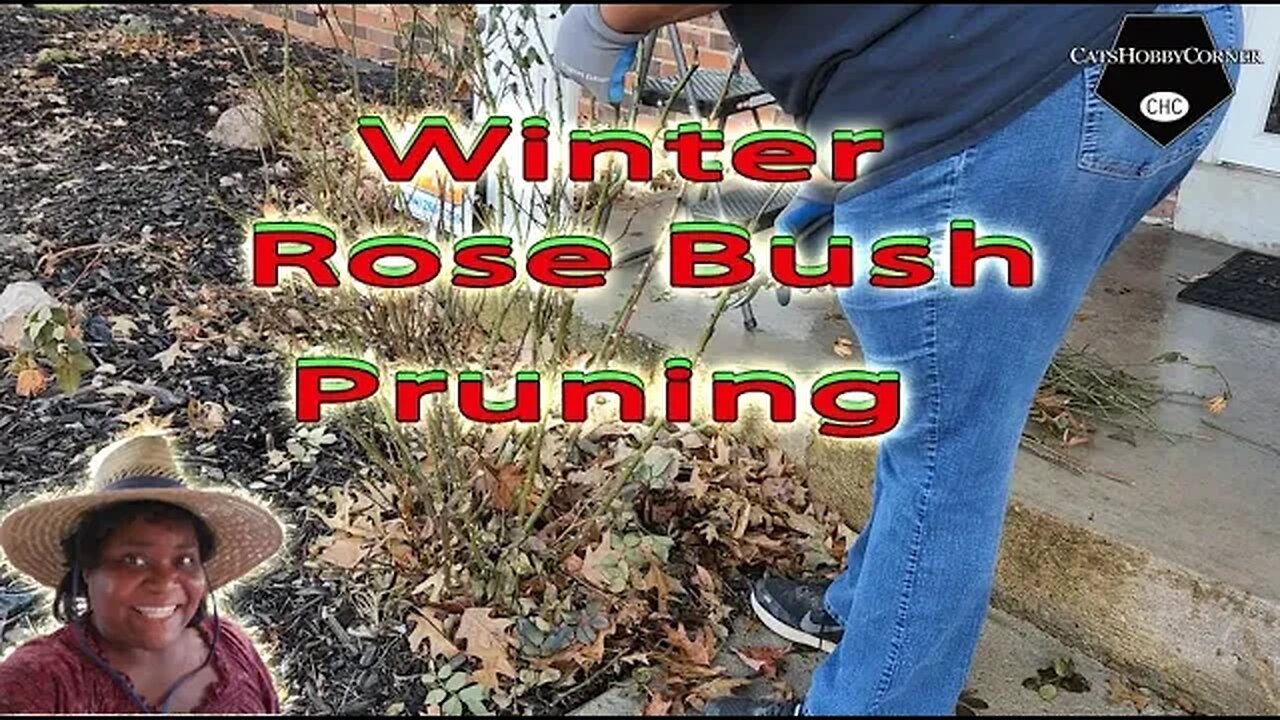 Winter Rose Bush Pruning