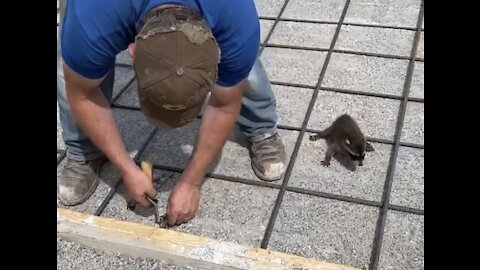 Raccoon was obsessed with his owner since baby