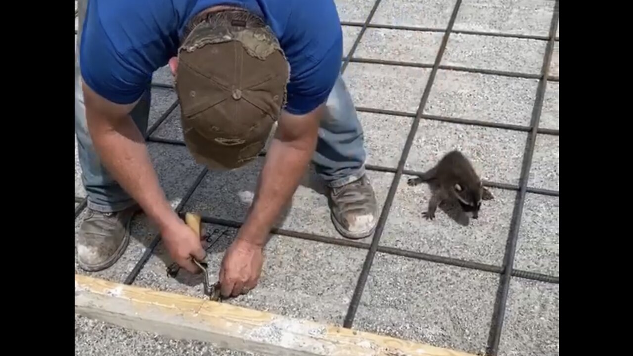 Raccoon was obsessed with his owner since baby