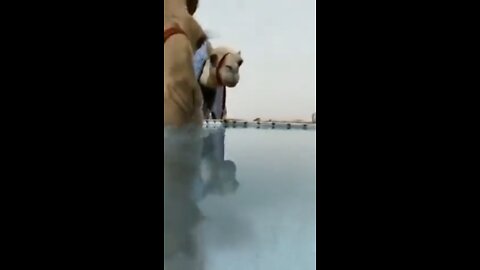 camel drinking water