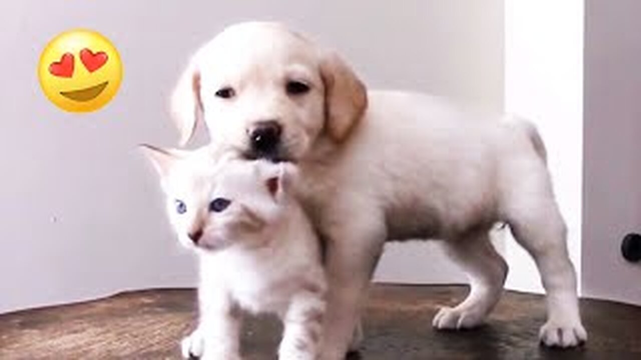 8 Dog Breeds That Get Along Well With Cats