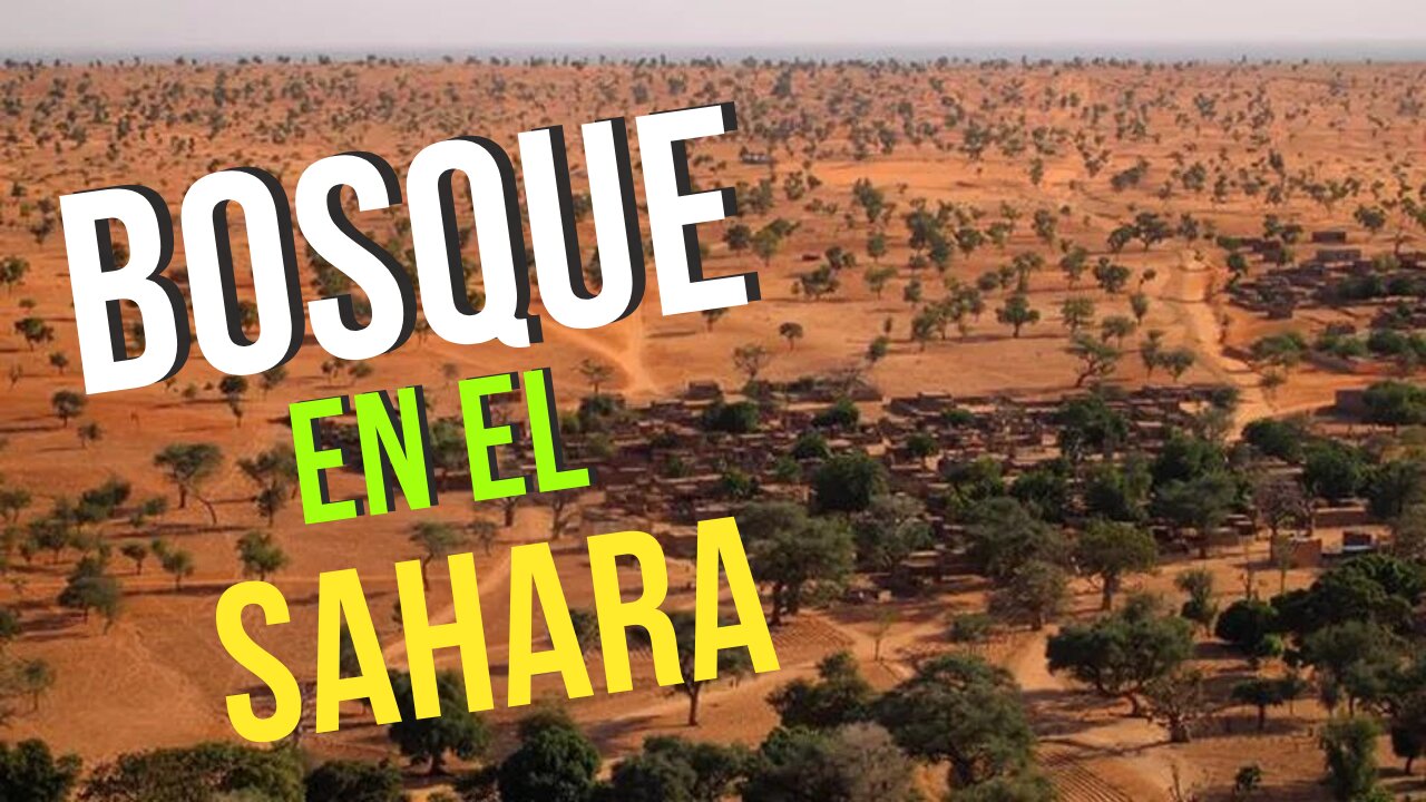 ¿Se convertirá el sahara en un bosque?