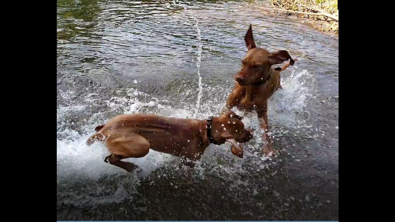 Puppies Learning To Swim In Fast Water