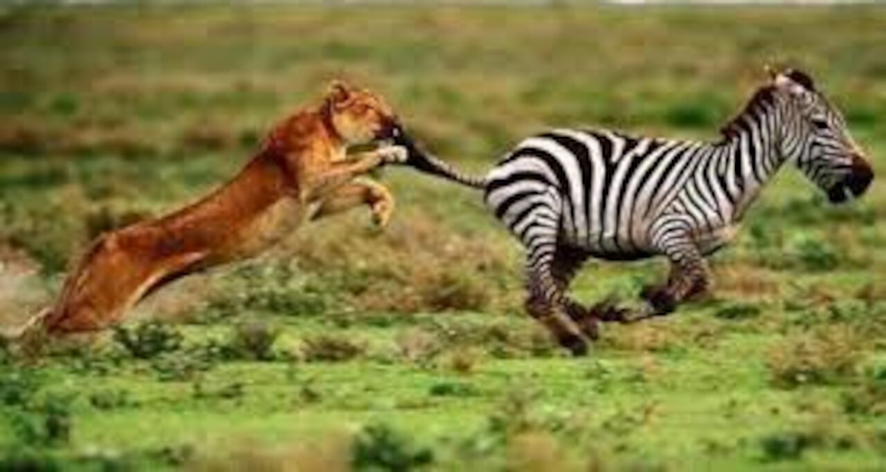 A lion attacks a zebra and preys on it