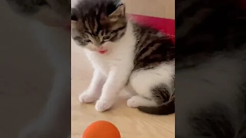 PLAYING CAT VIDEO MEAWWW