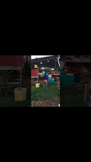 She Thinks She's a Yard Goat