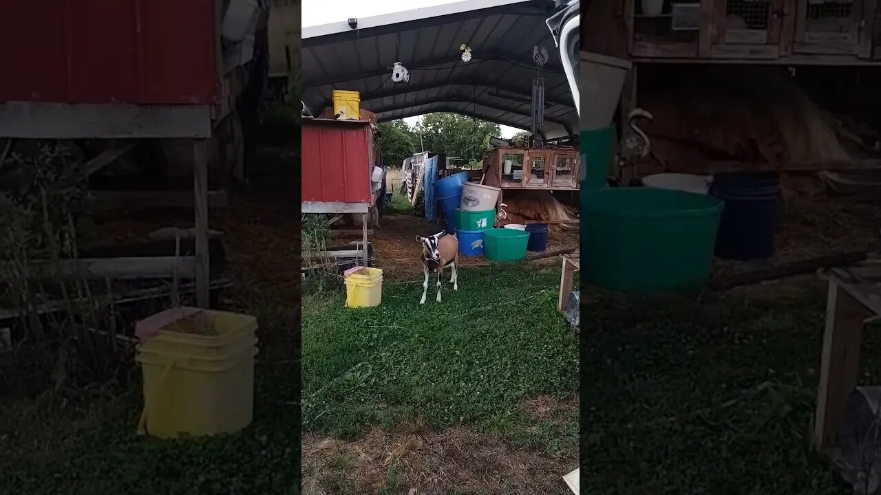 She Thinks She's a Yard Goat
