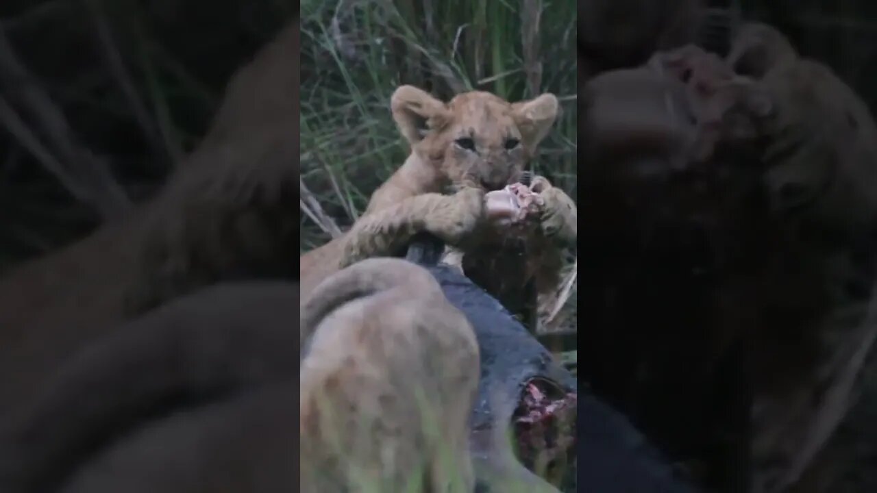 Our Close Encounter with the Feeding Cubs!🤔#shorts #safari #travel #travelling