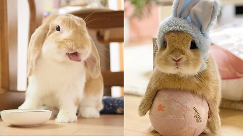 Funny and cute animal fail😍