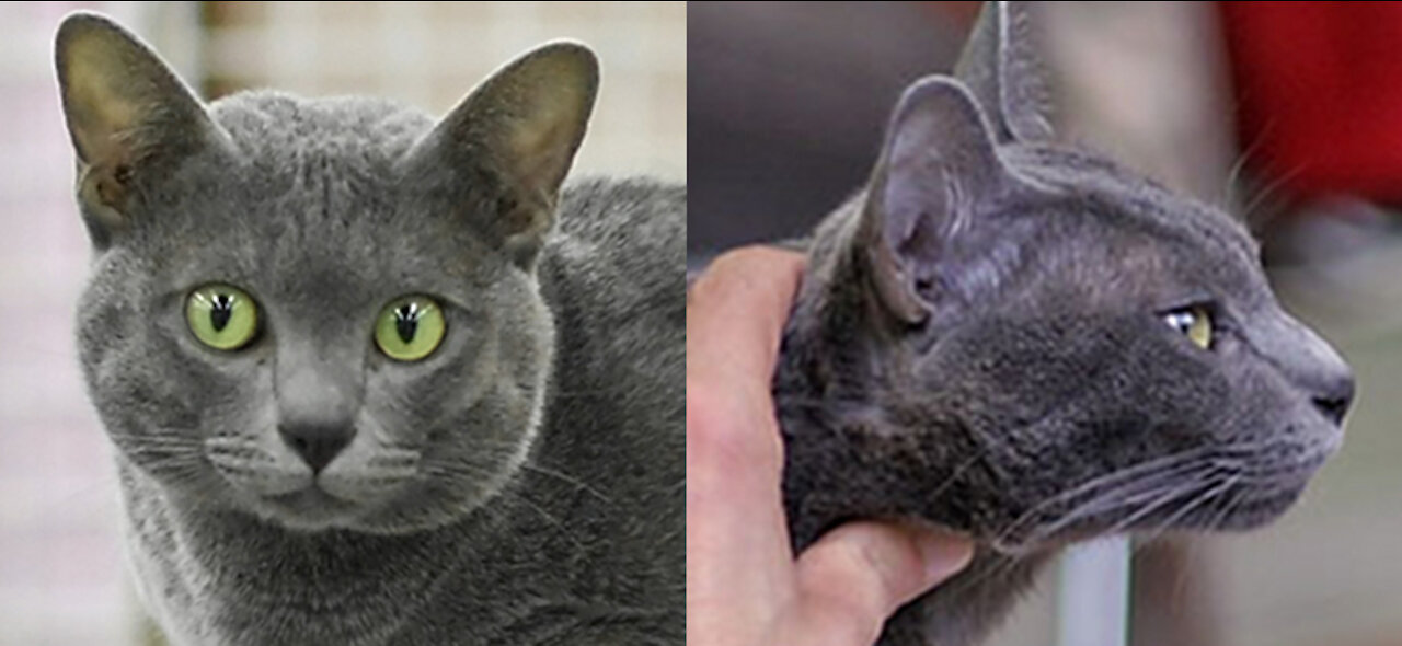 Fun Facts & Myths about Korat Cats