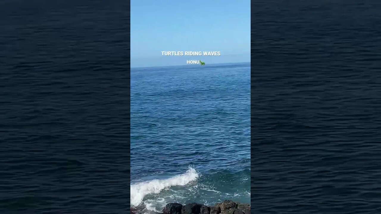 TURTLE TIME - THE HAPPY HONU 🐢