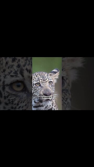 Behind The Band Name: Def Leppard