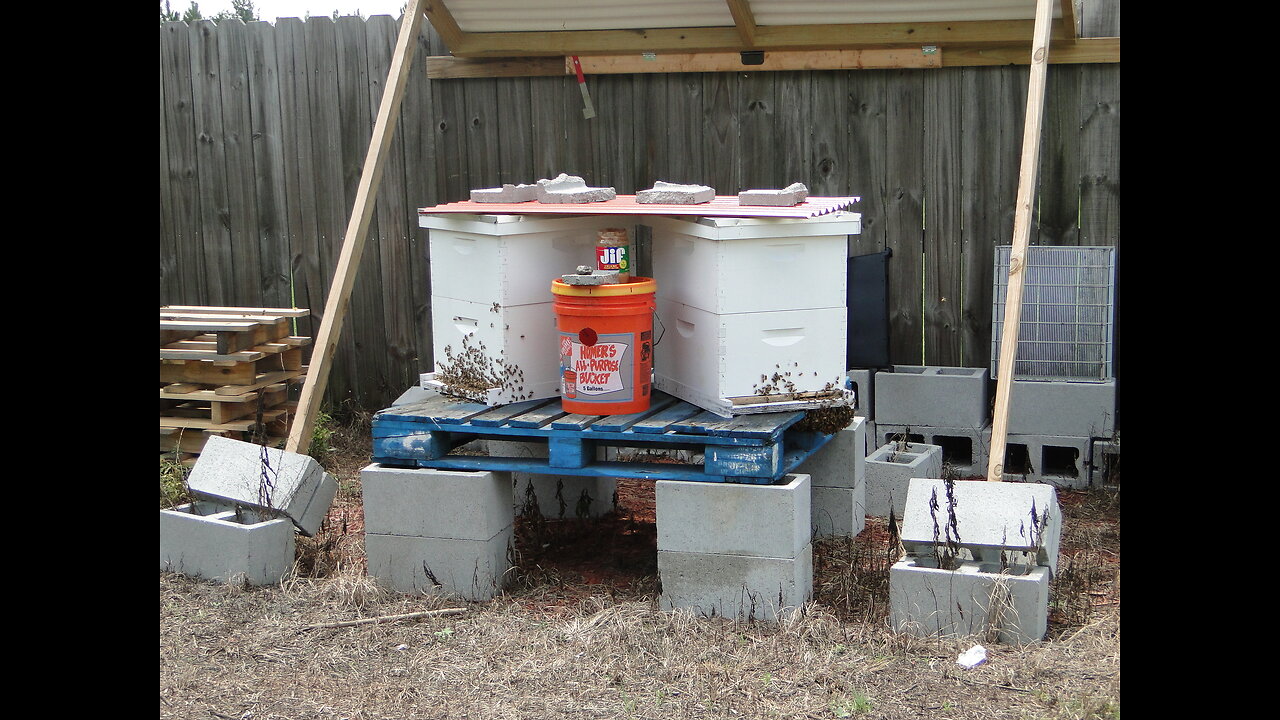 First Bee Hive