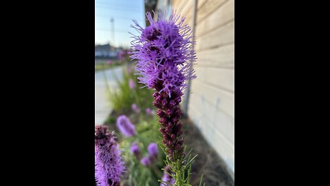 Nature Summer in PNW