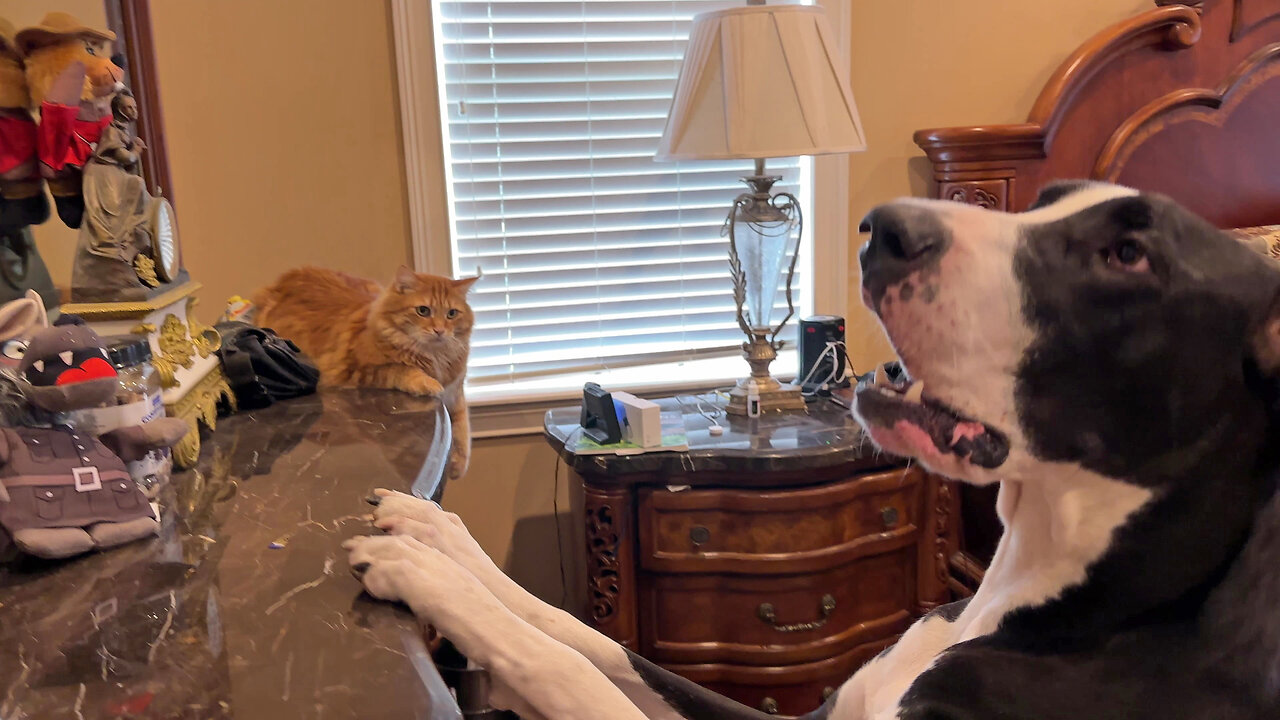 Funny Cat Guards Canadian Critters From Toy Loving Great Dane