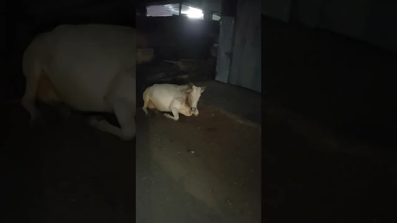 Mooving Break: Cows Getting Relaxed by the Side of the Road,#shortvideo,#cows,#animal,#gowmata,#vaca