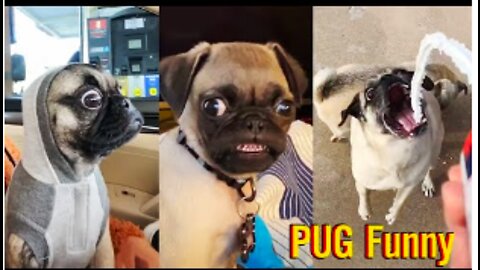 Pug Funniest Moments