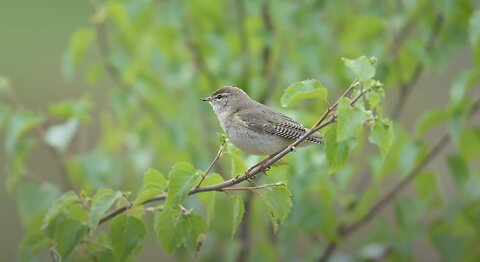 BIRD PHOTOGRAPHY is MORE than THIS // Chair blind - Urban wildlife