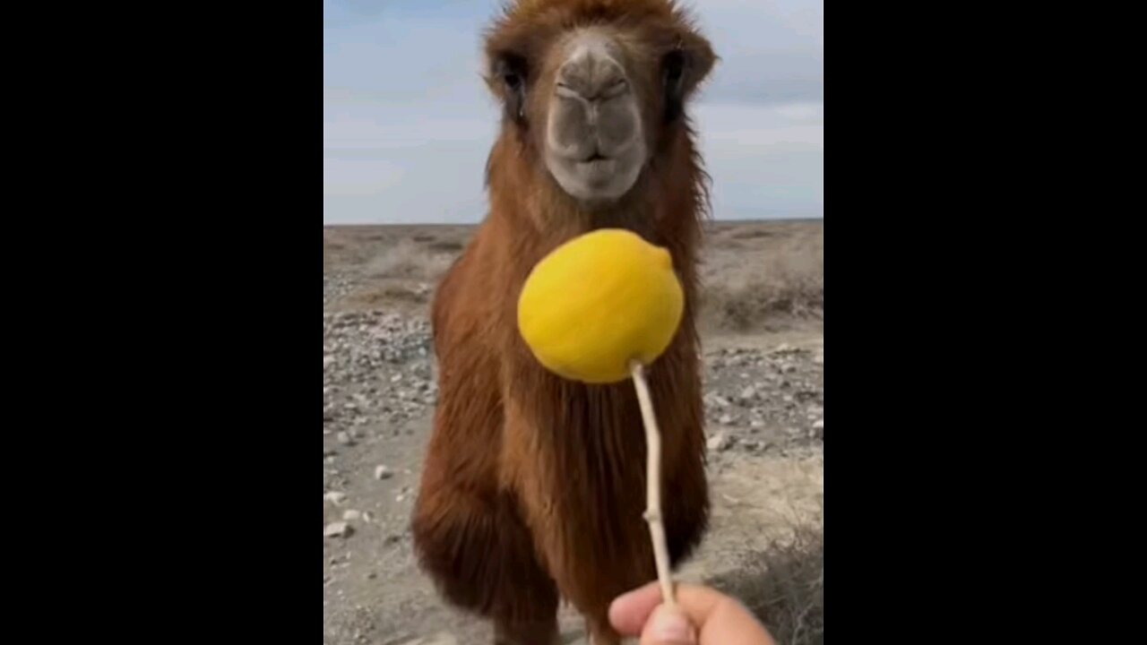 camel eating a lemon