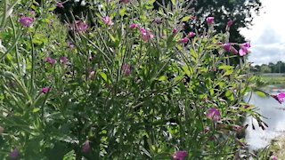 Purple flowers in the breeze