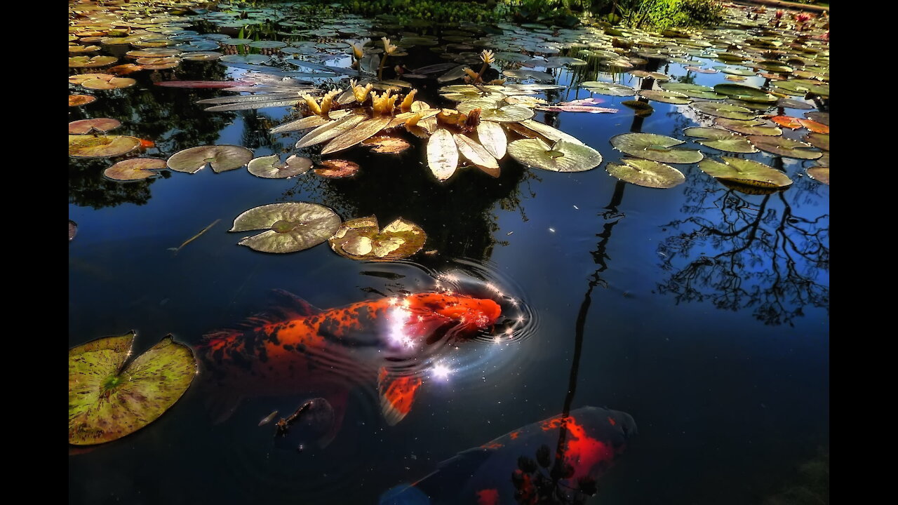 The most beautiful fish in the world ever