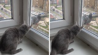 Cat Tries To Make Contact With Pigeons Outside Window