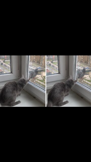 Cat Tries To Make Contact With Pigeons Outside Window