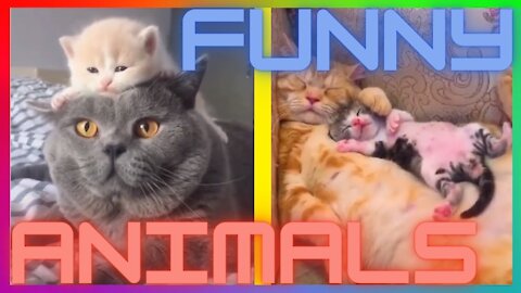 Moments Of Super Funny Animals Smart Cats And Cute Dogs Funny And Crazy Animals