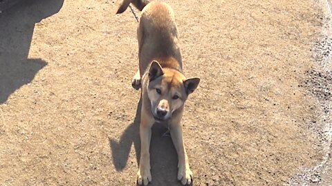 댕댕이, Friendly Dog