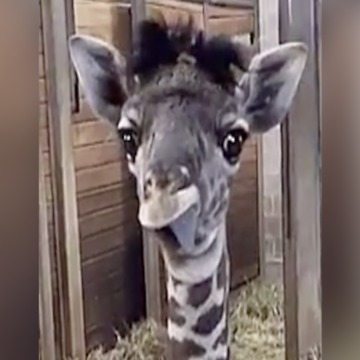 Funny! Baby giraffe sticks out tongue - ABC15 Digital