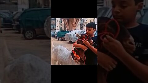 #bakraeid2023 #shorts #youtubeshorts #reels #viral #viralvideo #video