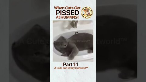 🙀 When Cats Get PISSED At Humans! (Part 11) 🥊🤺