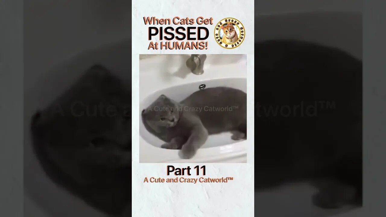 🙀 When Cats Get PISSED At Humans! (Part 11) 🥊🤺