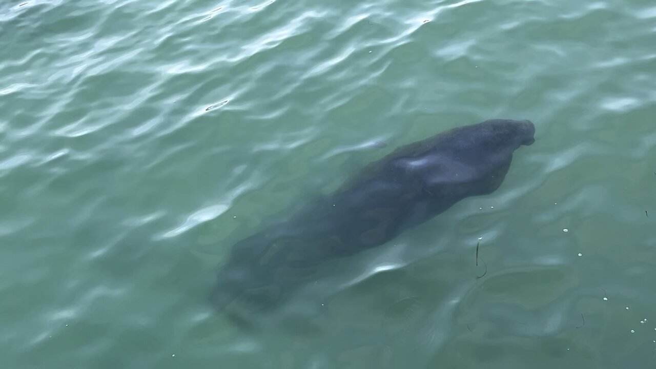 Manatee at Fort De Soto March 15 2024