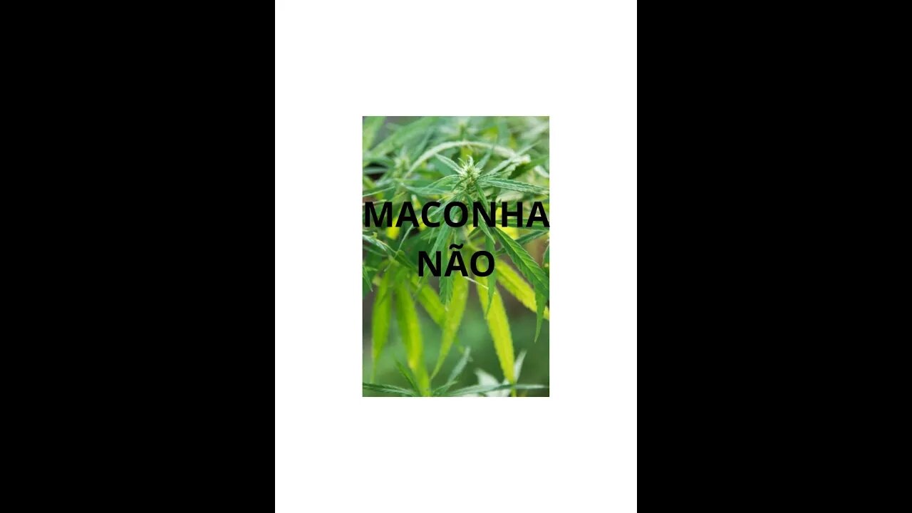 MACONHA NÃO!