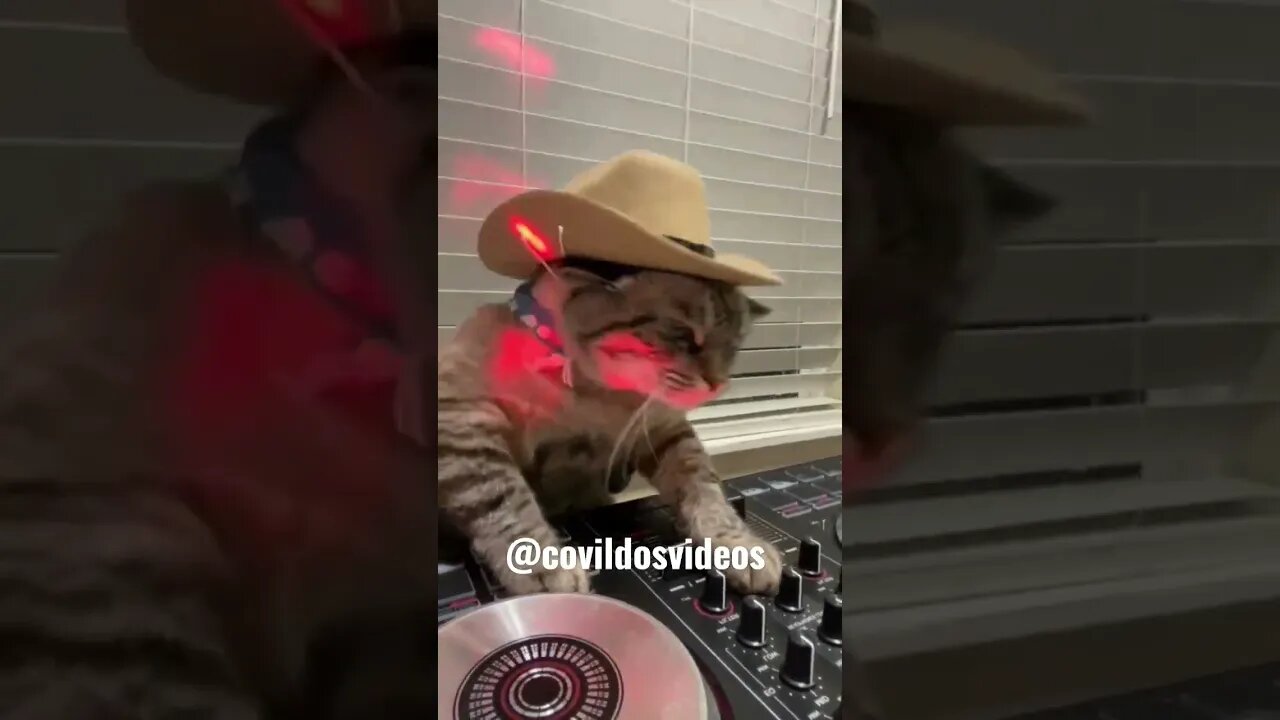 Dj bola de pelo 🤣🤣