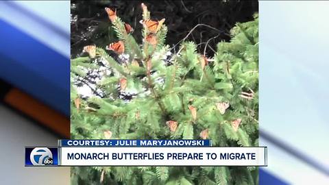 Monarch Butterflies migrate through Western New York