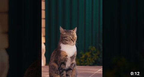 FUNNY cat pets