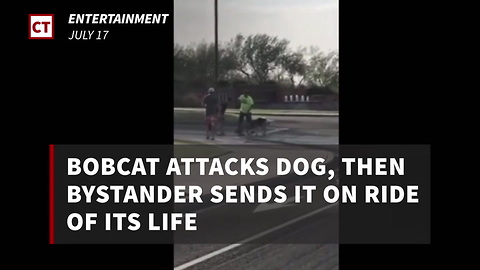 Bobcat Attacks Dog, Then Bystander Sends It on Ride of Its Life