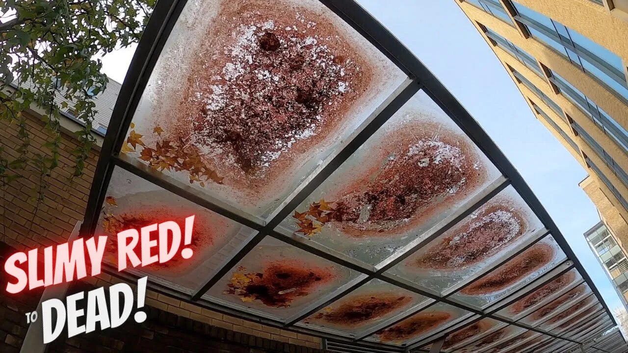 What The Heck!! 🤷🏻‍♂️ What's Going On?? Our Perspex Bike Shelter Roof Is All SLIMY & RED!!