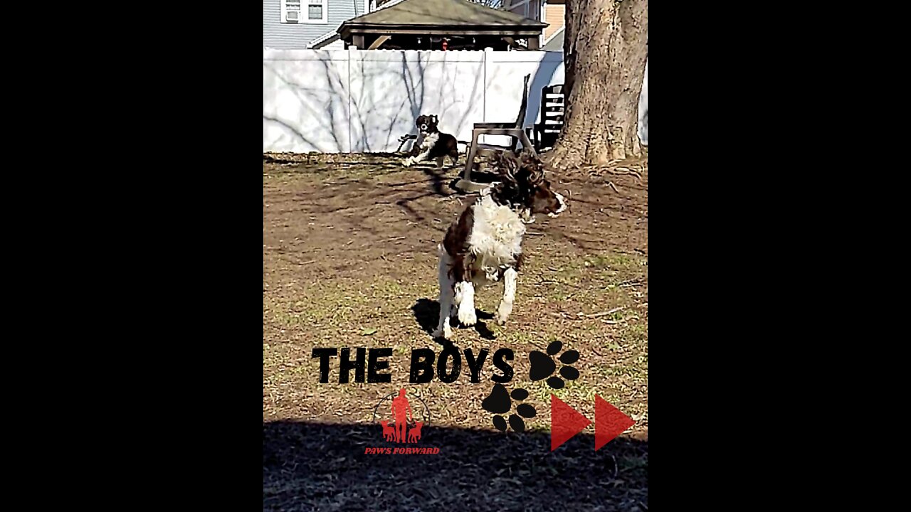 Dogs-The Boys