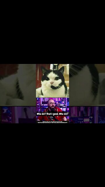 What would you name this cat?